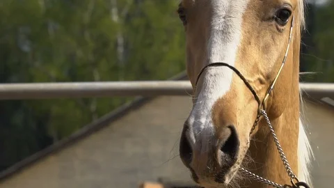 Horse muzzle closeup Stock Footage 107392838