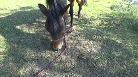 Horse muzzle is eating grass Video stock 80599225