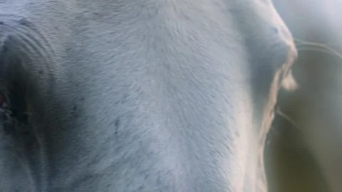 Horse muzzle in fog close-up, slow motion Stock Footage 248236794