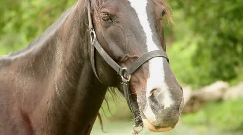 Horse muzzle Stock-Footage 51364446