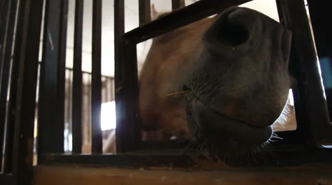 Horse muzzle or nose peeking out on a stable Stock Footage 33366894