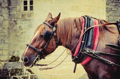 Horse muzzle Stock Photos
