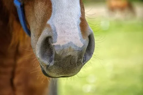 Horse muzzle Foto stock