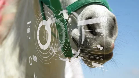 Horse muzzle wearing green halter being overlaid with translucent futuristic HUD Stockbeeldmateriaal 307433199