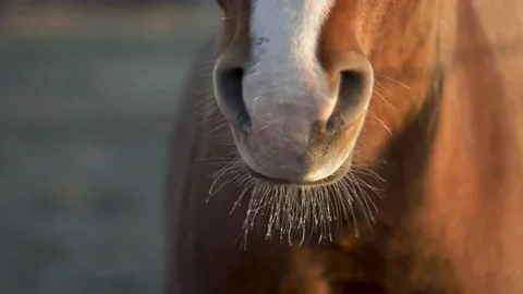 Horse muzzle with whisker full of dew drops close-up and slow motion Stock Footage 233944915