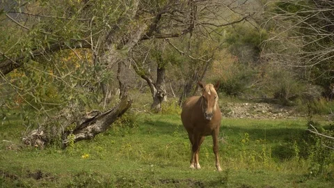 Horse in the nature Stock Footage 95119945