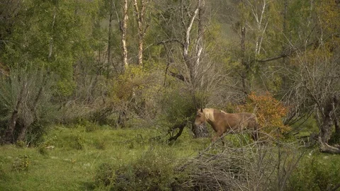 Horse in the nature Stock Footage 95119982