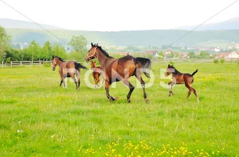 Horse nature Stock Photos