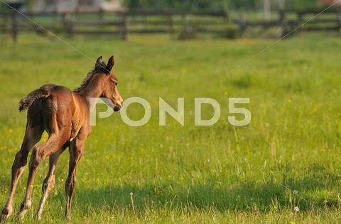 Horse nature Stock Photos