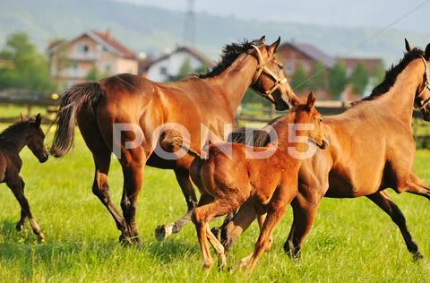 Horse nature Stock Photos