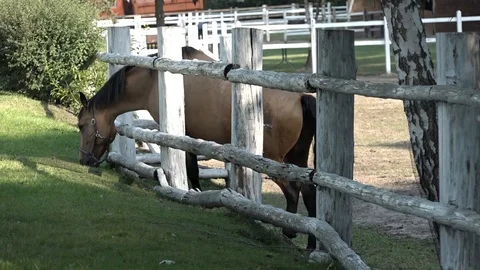 The horse is nibbling grass Video stock 100065543