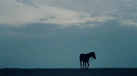 Horse at night 1 Stock Footage 12262000