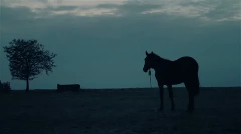 Horse at night 2 Stock Footage 12261986