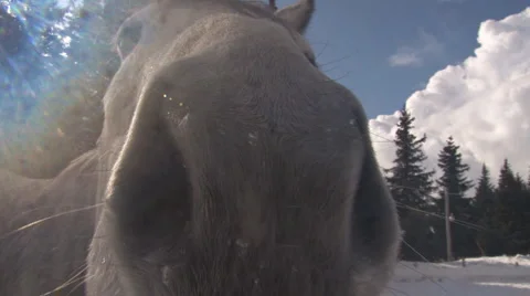 Horse Nose 2 Stock Footage 2170562
