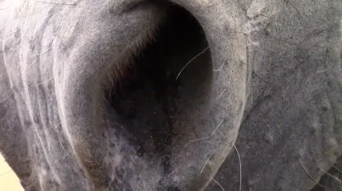 Horse Nose Stock-Footage 56930538