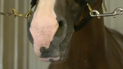 Horse Nose Stock Footage 67390814