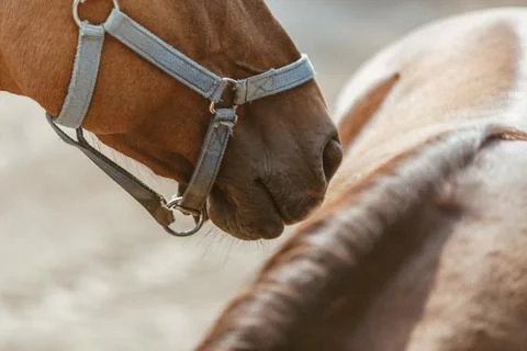Horse nose Stock Photos