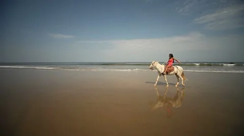 Horse At Ocean Stock Footage 10717491
