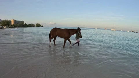 Horse in Ocean 動画素材 236266855