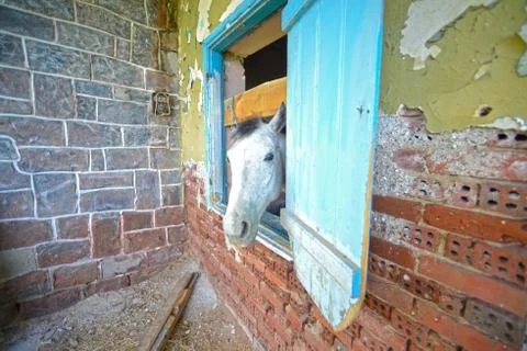 Horse in old stable Fotos Stock