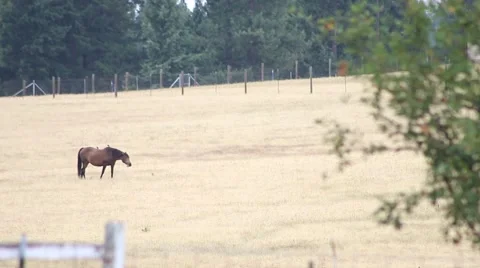 Horse in an open Field Stock Footage 52493716