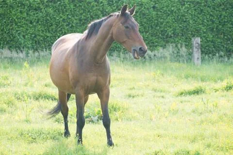 Horse in the open field Stock Photos