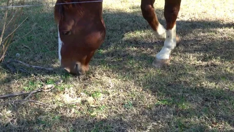 Horse in open pasture. Stock Footage 83254774