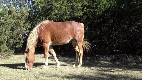 Horse in open pasture. Stock Footage 83254785