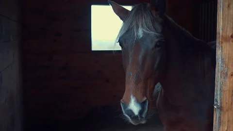 Horse opens stable door Stock Footage 151775975