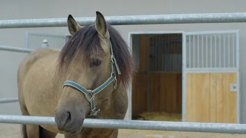 Horse outside the stable Stock Footage 86834473