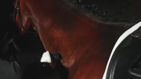 Horse Owner Brushing The Shiny Horse Coat Of A Dark Brown Horse In The Stable Stock Footage