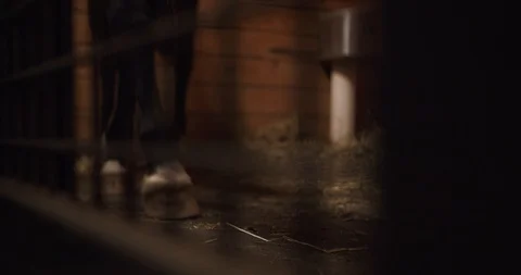 Horse pacing restlessly inside stall in barn Stock Footage 121972481