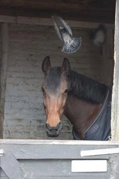 Horse in a paddock with a bird Stock Photos