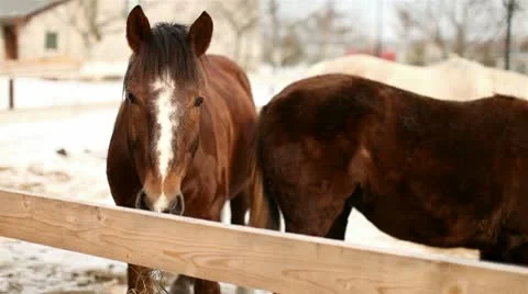 Horse in the paddock chewing grass Stock Footage 9908221