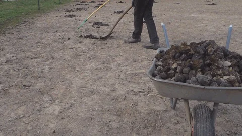 Horse paddock cleaning. Farmer man put horse excrements on a trolley. Ranch cowg Stockbeeldmateriaal 128941258