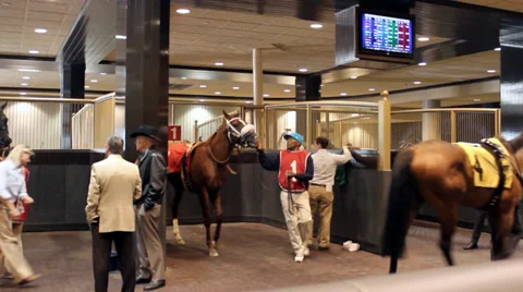 Horse Paddock Stock Footage 37995843