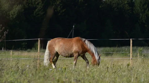 Horse in paddock Video stock 54047084