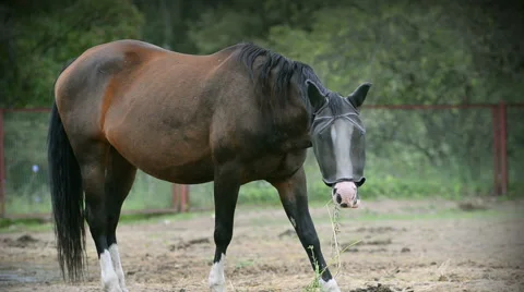 Horse in paddock Stock Footage 54047975