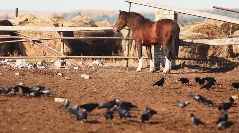 Horse in the paddock Stock Footage 58320456