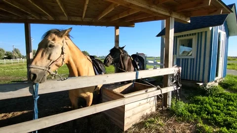 Horse in a paddock grazing Stock Footage 278770313