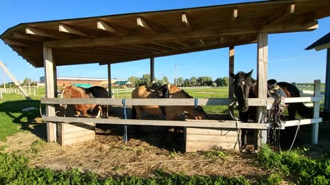 Horse in a paddock grazing Stock Footage 278770642