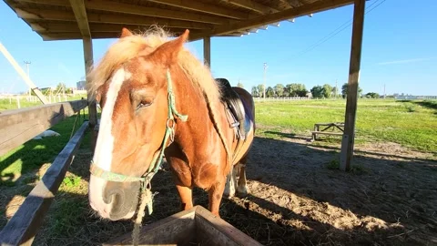 Horse in a paddock grazing Stock Footage 278770938