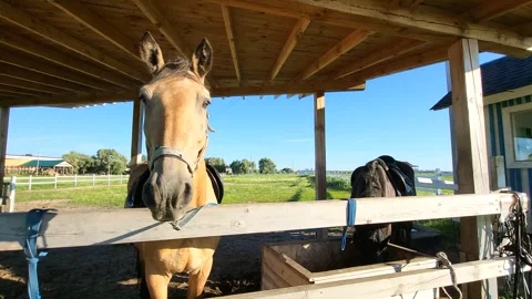 Horse in a paddock grazing Stock Footage 278770989