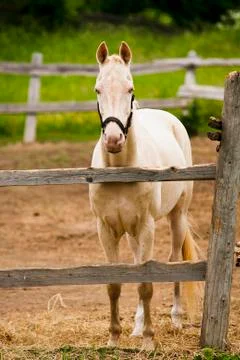 Horse in the paddock Stock Photos