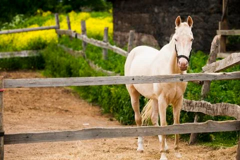 Horse in the paddock Stock Photos