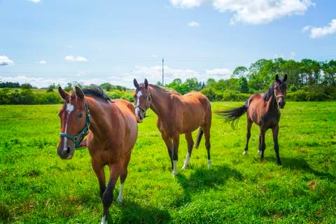 Horse paddock 스톡 사진