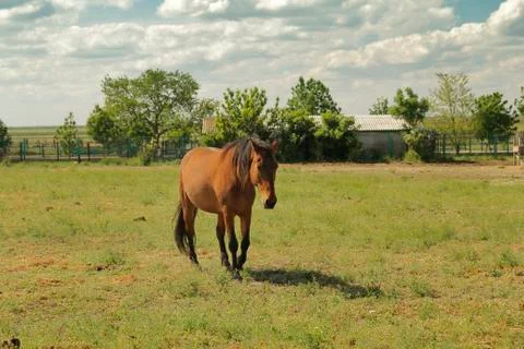 Horse in paddock Foto stock
