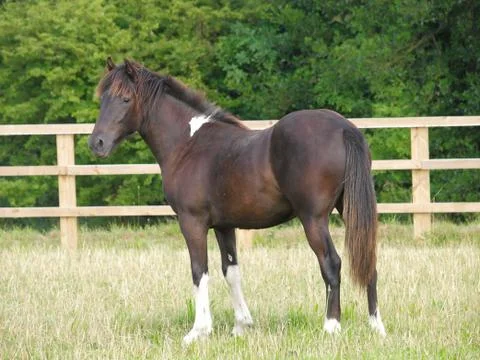 Horse in Paddock Stock Photos