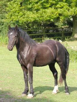 Horse in Paddock Stock Photos
