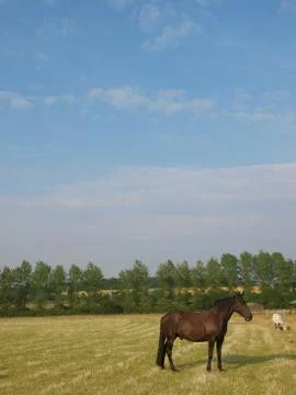 Horse Paddock Stock Photos